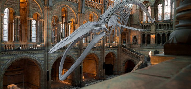 Image du muséum d'histoire naturelle de Londres
